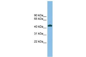 WB Suggested Anti-NODAL Antibody Titration: 0. (Nodal 抗体  (Middle Region))