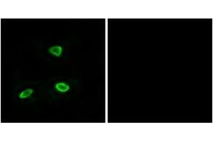 Immunofluorescence (IF) image for anti-Olfactory Receptor, Family 52, Subfamily N, Member 1 (OR52N1) (AA 269-318) antibody (ABIN2891128) (OR52N1 抗体  (AA 269-318))