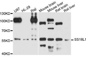 Western blot analysis of extract of various cells, using SS18L1 antibody. (SS18L1 抗体)