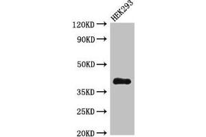 Western Blot Positive WB detected in: HEK293 whole cell lysate All lanes: DHRS13 antibody at 4 μg/mL Secondary Goat polyclonal to rabbit IgG at 1/50000 dilution Predicted band size: 41, 36, 33 kDa Observed band size: 41 kDa (DHRS13 抗体  (AA 1-327))