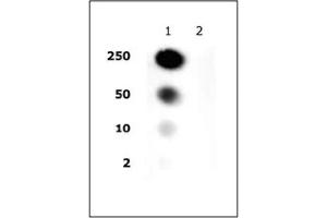 Histone H2A/H4 phospho Ser1 pAb tested by dot blot analysis. (Histone H2A, H4 (pSer1) 抗体)