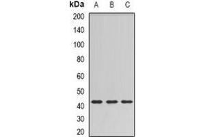 Western blot analysis of SULT2B1 expression in HT29 (A), mouse brain (B), rat brain (C) whole cell lysates. (SULT2B1 抗体)
