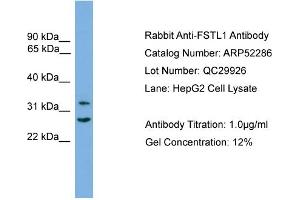 WB Suggested Anti-FSTL1  Antibody Titration: 0. (FSTL1 抗体  (C-Term))