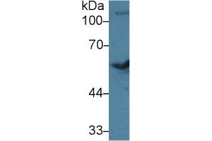 Detection of BMP7 in Bovine Cerebrum lysate using Polyclonal Antibody to Bone Morphogenetic Protein 7 (BMP7) (BMP7 抗体  (AA 123-393))