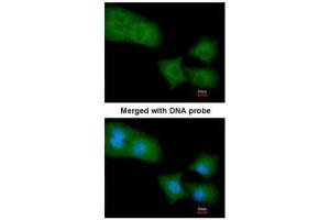 ICC/IF Image Immunofluorescence analysis of paraformaldehyde-fixed A549, using Rho GAP4, antibody at 1:200 dilution. (ARHGAP4 抗体  (N-Term))
