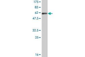 Western Blotting (WB) image for anti-Dynein, Axonemal, Light Intermediate Chain 1 (DNALI1) (AA 1-258) antibody (ABIN521639)