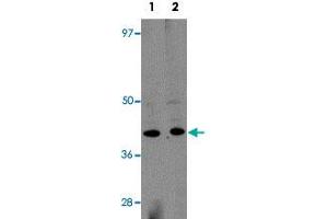 Western blot analysis of rat brain tissue with KCNK18 polyclonal antibody  at (Lane 1) 1 and (Lane 2) 2 ug/mL dilution.