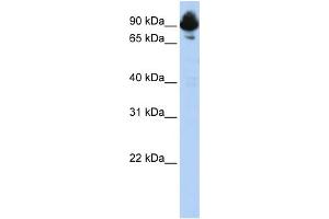 WB Suggested Anti-RGS3 Antibody Titration:  0. (RGS3 抗体  (C-Term))