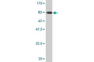 Western Blotting (WB) image for anti-Cell Division Cycle 45 Homolog (S. Cerevisiae) (CDC45) (AA 1-566) antibody (ABIN563585)