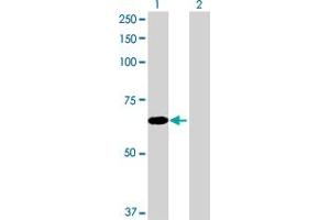 Western Blot analysis of EFHB expression in transfected 293T cell line by EFHB MaxPab polyclonal antibody. (EFHB 抗体  (AA 1-669))