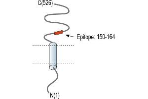 Representative domain view of the target of ABIN7885474.