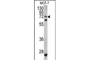 Western blot analysis of SCFD1 antibody (C-term) (ABIN390619 and ABIN2840927) in MCF-7 cell line lysates (35 μg/lane). (SCFD1 抗体  (C-Term))