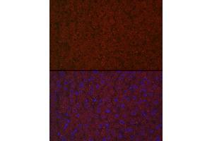 Immunofluorescence analysis of rat liver cells using LRG1 Rabbit pAb (ABIN6130528, ABIN6143317, ABIN6143318 and ABIN6223826) at dilution of 1:100 (40x lens). (LRG1 抗体  (AA 36-347))