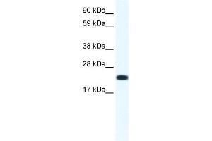 CITED4 antibody (20R-1141) used at 0. (CITED4 抗体  (N-Term))