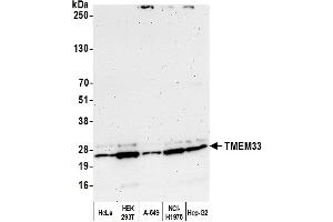 anti-Transmembrane Protein 33 (TMEM33) (AA 197-247) antibody