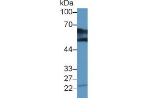 Western Blot; Sample: Bovine Kidney lysate; Primary Ab: 2µg/ml Rabbit Anti-Human DDC Antibody Second Ab: 0. (DDC 抗体  (AA 200-420))