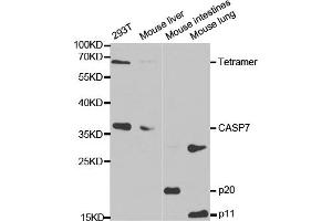 Western blot analysis of extracts of various cell lines, using CASP7 antibody. (Caspase 7 抗体)