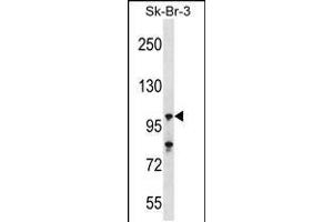 Western blot analysis in SK-BR-3 cell line lysates (35ug/lane). (USP16 抗体  (N-Term))