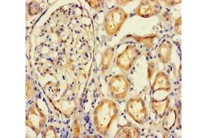 Immunohistochemistry of paraffin-embedded human kidney tissue using ABIN7165645 at dilution of 1:100 (IMPACT 抗体  (AA 41-320))