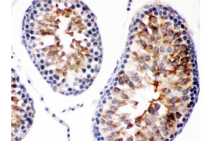 Smac/Diablo was detected in paraffin-embedded sections of rat testis tissues using rabbit anti- Smac/Diablo Antigen Affinity purified polyclonal antibody at 1 μg/mL. (DIABLO 抗体  (AA 56-239))