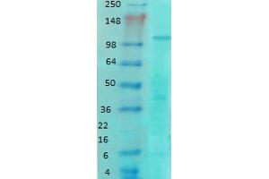 Western Blotting (WB) image for anti-Glutamate Receptor, Ionotropic, N-Methyl D-Aspartate 1 (GRIN1) (AA 42-361) antibody (ABIN1027724)