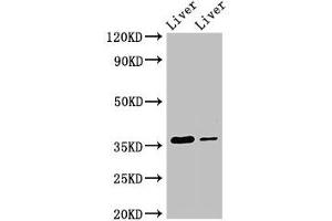 Western Blot Positive WB detected in: Rat liver tissue, Mouse liver tissue All lanes: GRHPR antibody at 3. (GRHPR 抗体  (AA 1-328))