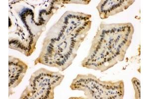 IHC testing of FFPE mouse intestine with EIF3A antibody.