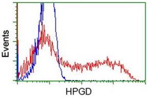 Image no. 1 for anti-Hydroxyprostaglandin Dehydrogenase 15-(NAD) (HPGD) antibody (ABIN1496364) (HPGD 抗体)
