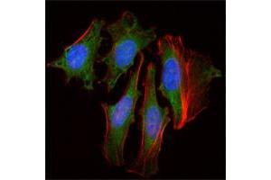 Immunofluorescence analysis of Hela cells using CLOCK mouse mAb (green). (CLOCK 抗体)