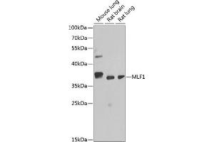 Western blot analysis of extracts of various cell lines, using MLF1 antibody (ABIN6128237, ABIN6143874, ABIN6143876 and ABIN6217281) at 1:1000 dilution. (MLF1 抗体  (AA 1-268))