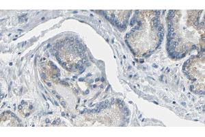 ABIN6269374 at 1/100 staining Human prostate tissue by IHC-P. (CDC37 抗体  (N-Term))
