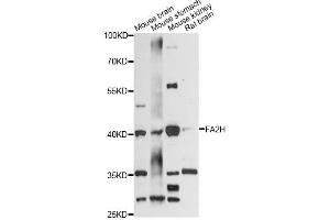 Western blot analysis of extracts of various cell lines, using FA2H antibody (ABIN6292085) at 1:3000 dilution. (FA2H 抗体)