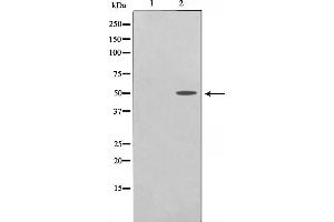 Western blot analysis on COS7 cell lysate using TRHR Antibody. (TRHR 抗体)