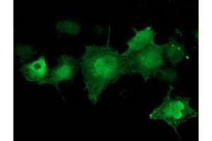 Anti-CDK2 mouse monoclonal antibody (ABIN2454524) immunofluorescent staining of COS7 cells transiently transfected by pCMV6-ENTRY CDK2 (RC200494). (CDK2 抗体)