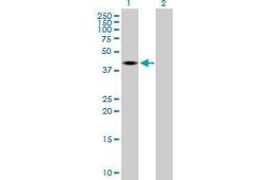 Western Blot analysis of DNMT2 expression in transfected 293T cell line by DNMT2 MaxPab polyclonal antibody.