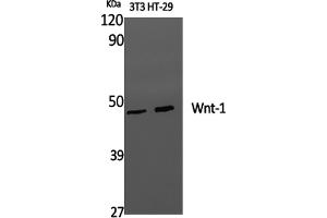 Western Blotting (WB) image for anti-Wingless-Type MMTV Integration Site Family, Member 1 (WNT1) antibody (ABIN5959985) (WNT1 抗体)