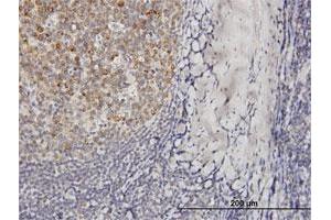 Immunoperoxidase of purified MaxPab antibody to VPREB3 on formalin-fixed paraffin-embedded human tonsil. (VPREB3 抗体  (AA 1-123))