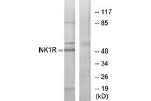 Western blot analysis of extracts from Jurkat cells, using NK1R Antibody. (TACR1 抗体  (AA 211-260))