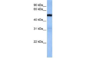 WB Suggested Anti-TRAF3IP3 Antibody Titration:  0. (TRAF3IP3 抗体  (Middle Region))