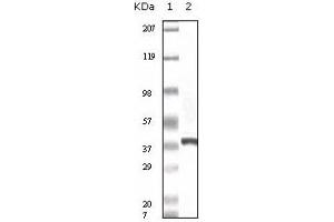 Western Blotting (WB) image for anti-Calcyclin Binding Protein (CACYBP) antibody (ABIN1105626) (CACYBP 抗体)