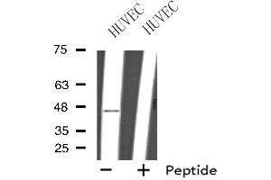 Western blot analysis of extracts from HUVEC cells, using GPR151 antibody. (GPR151 抗体  (C-Term))
