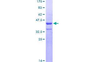 ZNHIT3 Protein (AA 1-155) (GST tag)