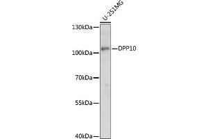 Western blot analysis of extracts of U-251MG cells, using DPP10 antibody (ABIN7266786) at 1:1000 dilution. (DPP10 抗体  (AA 400-500))
