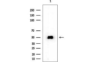 Western blot analysis of lysates from Rat brain, using NSUN5 Mouse Monoclonal Antibody at 1/1000 dilution.