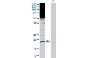 Western Blot analysis of SFN expression in transfected 293T cell line by SFN MaxPab polyclonal antibody. (14-3-3 sigma/SFN 抗体  (AA 1-248))