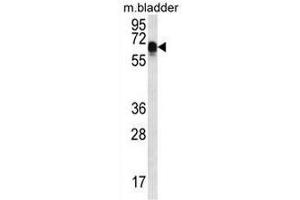 CCDC102A Antibody (C-term) western blot analysis in mouse bladder tissue lysates (35µg/lane). (CCDC102A 抗体  (C-Term))