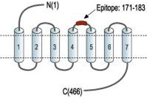 Adrenoceptor alpha 1A (ADRA1A) peptide