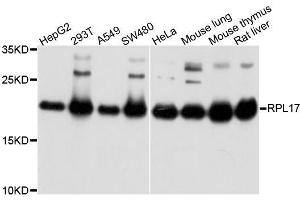 Western blot analysis of extracts of various cell lines, using RPL17 antibody. (RPL17 抗体  (AA 1-184))