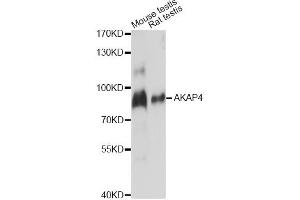 Western blot analysis of extracts of various cell lines, using AKAP4 antibody. (AKAP4 抗体)
