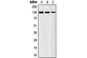 Western blot analysis of AF4 expression in HeLa (A), K562 (B), Jurkat (C) whole cell lysates.